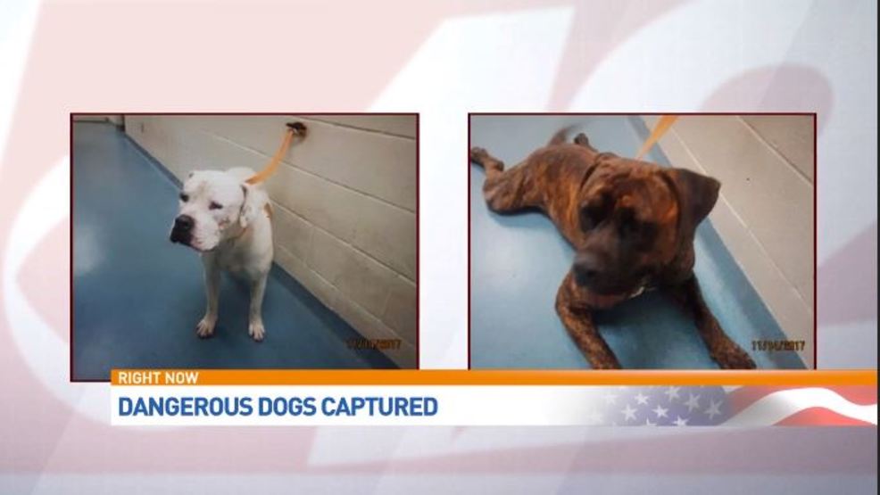 farms for aggressive dogs