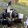 Rescue farm overwhelmed by 50 goats, seeks the public's help 