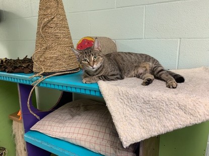 temporary cat shelter