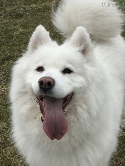 Photos The Dog Days Of Summer Kutv